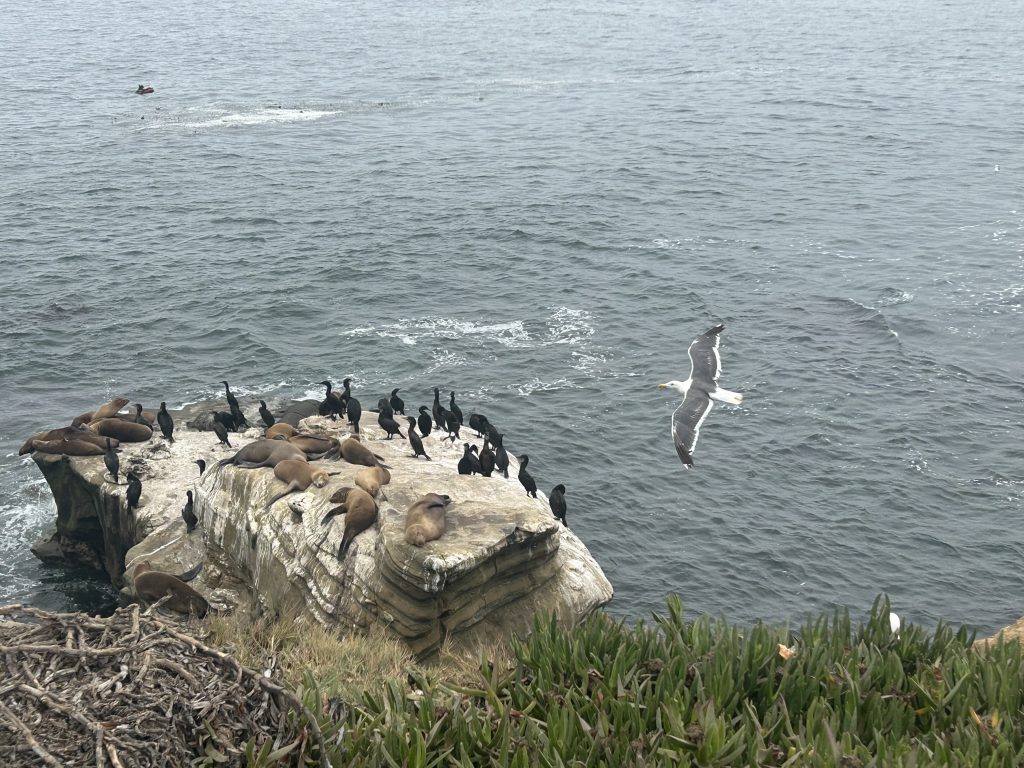 Tabara Los Angeles Malibu SUA 